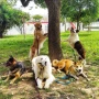 Foto 1:  Canil Arcanine Locação de Cães de Guarda para Segurança
